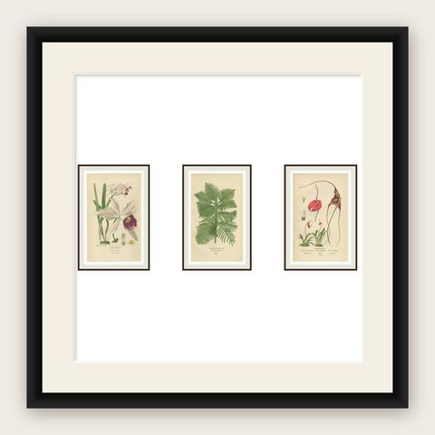 Orchids & Norfolk Pine, Set of 3 Antique Botanical Lithographs 1897, shown framed