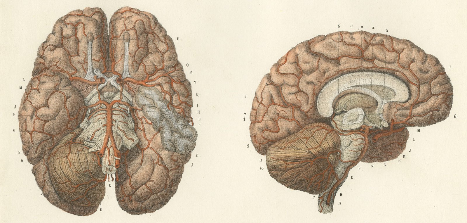 Arteries of the Brain, Antique Hirschfeld Anatomy Print, 1866