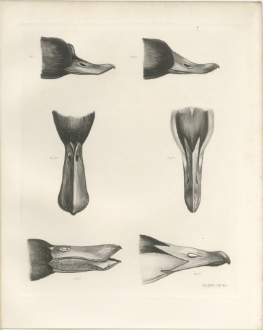 Six Studies of Duck Heads and Bills, Plate CXCVI after Lilian Medland, c. 1909, view 2