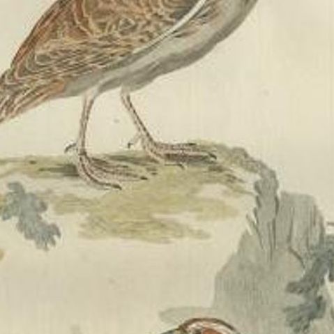 Antique Hand-colored Engraving of the Common Quail by Sepp & Nozeman, 1789, close-up 1