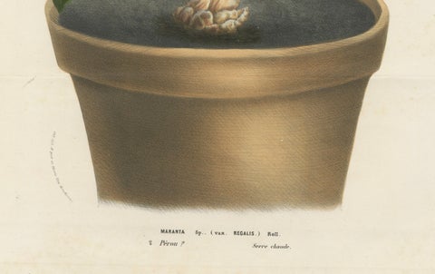 Regal Prayer Plant: Hand-Colored Lithograph by Louis van Houtte, 1855, close-up 1
