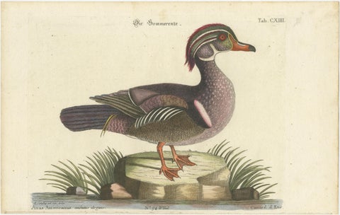 Wood Duck, Die Sommerente / Canard d’Été, after Mark Catesby, Seligmann, c.1770, view 2
