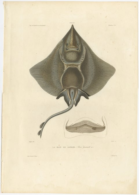 Antique Print of Arctic Skate or Gaimard’s Ray, Hand-Colored Lithograph, 1854, view 2