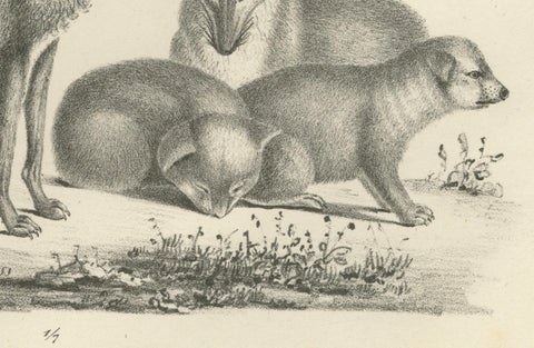 19th-Century Lithograph of Foxes, Fennec Fox, and Senegal Jackal in the Wild, close-up 1