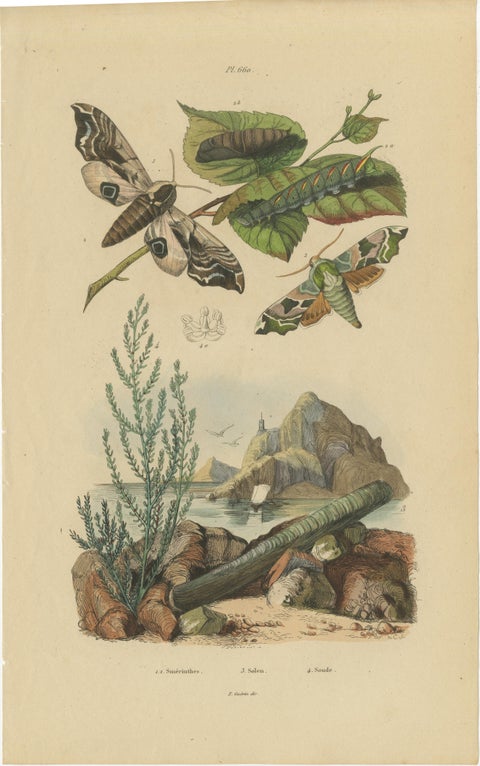 Pair of French Sphinx Moth Engravings by Duméril & Guérin, 1835, view 3