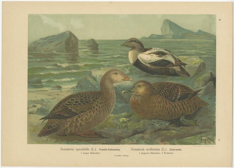 Set of 6 Antique Ornithology Chromolithographs, Arctic & European Birds, c.1890, view 4