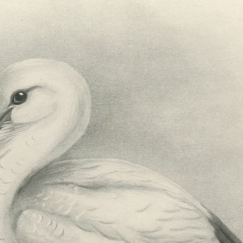 White Stork, Antique Bird Print after Lilian Medland, circa 1909, close-up 2