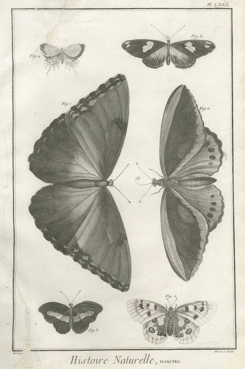 Set of Three Antique Engravings, Butterflies and Moths, 18th Century c.1770, close-up 3