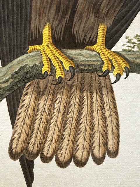 White-Tailed Eagle, Falco Leucocephalus Hornotinus, Antique Bird Print c.1829, view 6