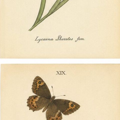Small-Format Butterfly Engravings with Botanical Studies, 1835, close-up 2