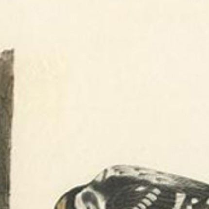 Antique Bird Print of the Canadian Woodpecker by Audubon, c.1840, close-up 1