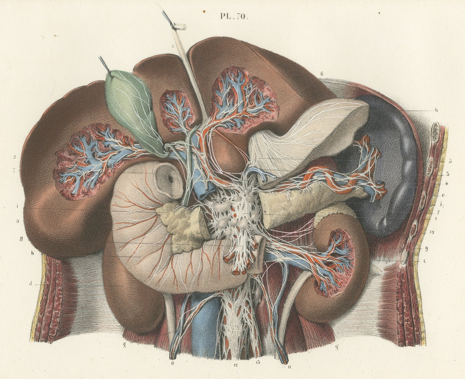 Nerves of the Stomach, Liver and Spleen, Antique Hirschfeld Anatomy Print, 1866