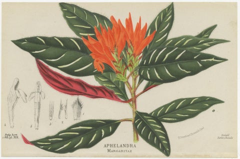 Set of 4 Antique Botany Prints, Ornithocephalus Grandiflorus 'c.1880', view 2