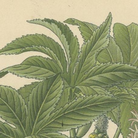 1897 Botanical Print, Castor-Oil Plant (Ricinus Communis), close-up 1
