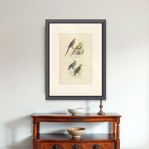 Antique Bird Print of the Red Macaw, Green Macaw and Other Parrots, shown framed on a wall