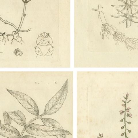 Eight Antique Botanical Plates: Glasswort, Horsetail, Privet & More, c.1830, close-up 2