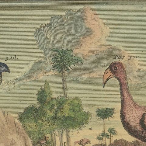 Colored Antique Print of a Swallow, Kingfisher and other Birds of Indonesia, close-up 1