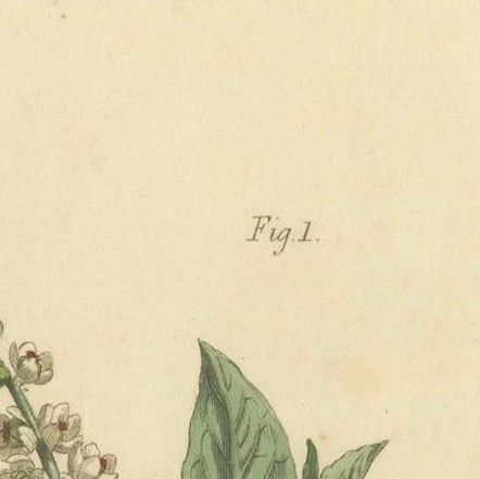 Antique Botanical Engraving of Pokeweed (Phytolacca) - 1803 Floral Print, close-up 4
