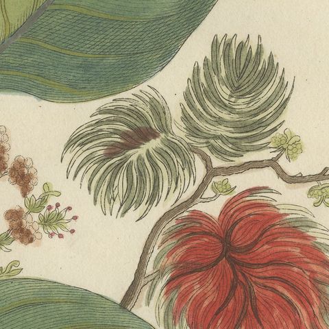 Rambutan Tropical Fruit Branch, Antique Bertuch Print, circa 1810, close-up 1