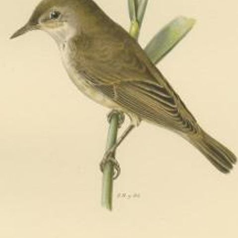 Antique Bird Print of the Reed Warbler by Von Wright, 1927, close-up 2