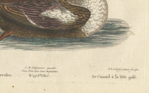Hand-Colored Engraving of the Duck with a Grey Head by Johann Seligmann, ca.1770, close-up 2