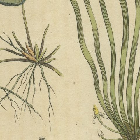 Frogbit and Spiral Tape Grass Water Plants, Antique Bertuch Print, circa 1818, close-up 5
