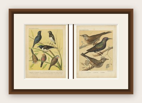 Antique Bird Prints, Finches, Waxbills, Starlings & Fieldfare, Cassell’s, 1888, shown framed