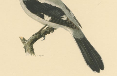 Silent Sentinel: Vintage Bird Print of The Great Grey Shrike by Von Wright, 1927, close-up 2