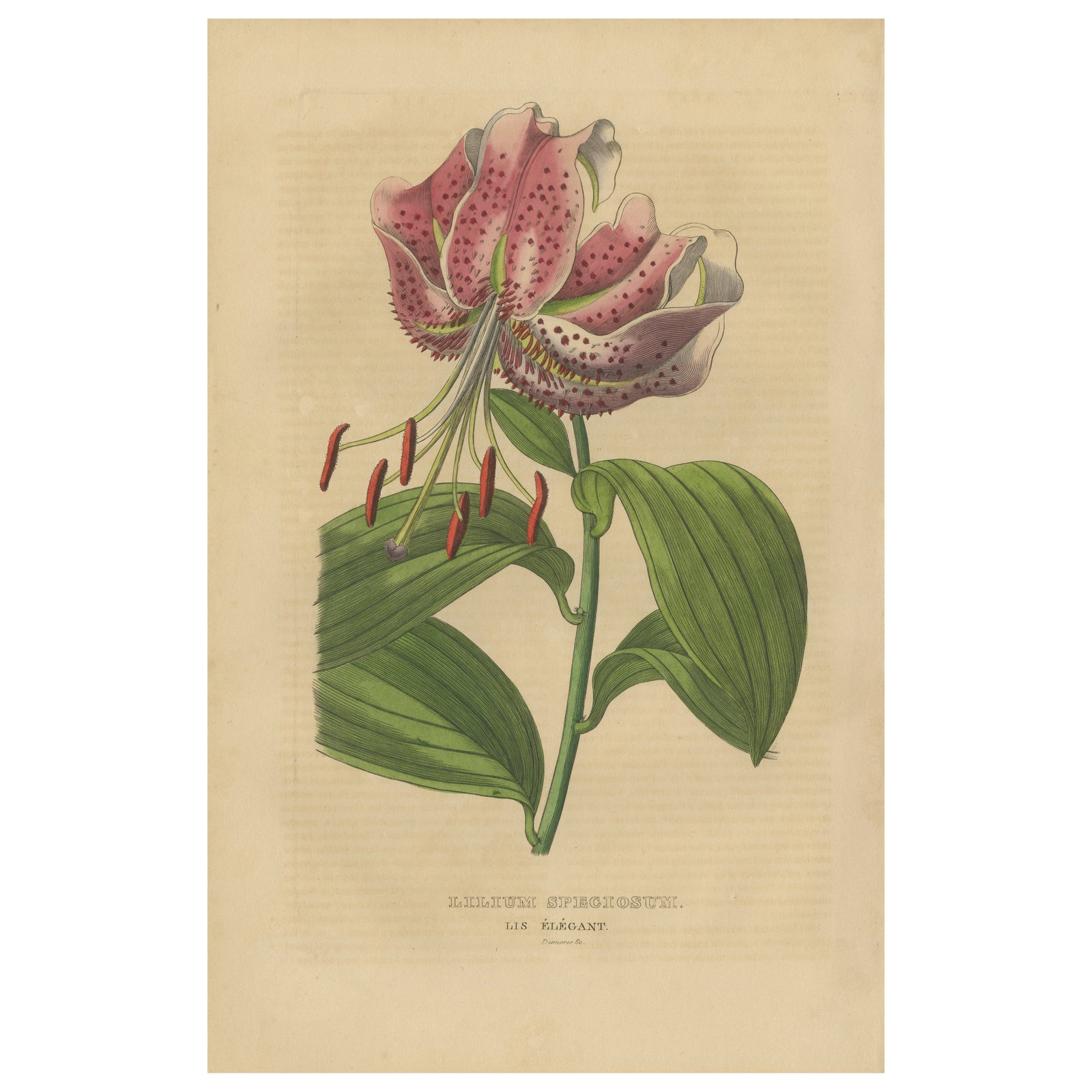 Lilium speciosum (Elegant Lily), Hand-Colored Botanical Engraving, ca.1825