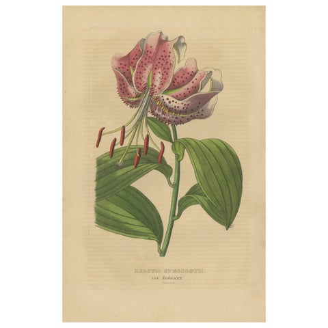 Lilium speciosum (Elegant Lily), Hand-Colored Botanical Engraving, ca.1825