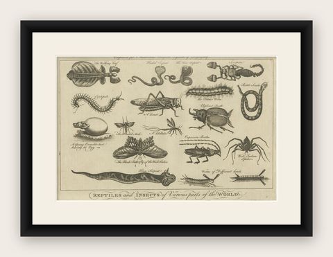 The Wonders of Nature: Exquisite 18th Century Engravings of Reptiles and Insects, shown framed