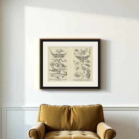 Antique Zoological Engravings of Reptiles, Fish & Insects, c.1800, shown framed on a wall