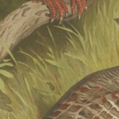 Antique Bird Print of the Grey Partridge by Hume & Marshall, 1879, close-up 1