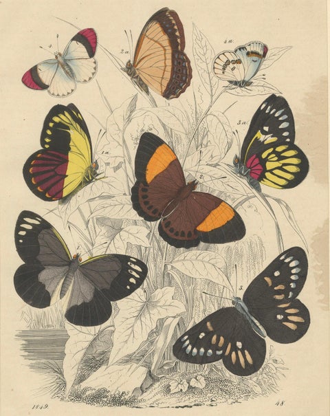 Wings of Elegance: Hand-Colored 1849 Lithograph of Exotic Butterflies, close-up 4