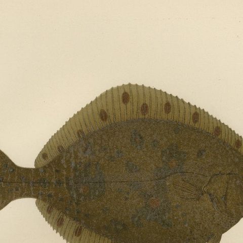 Flounder and Plaice - Vibrant Scandinavian Flatfish Lithograph, 1895, close-up 6