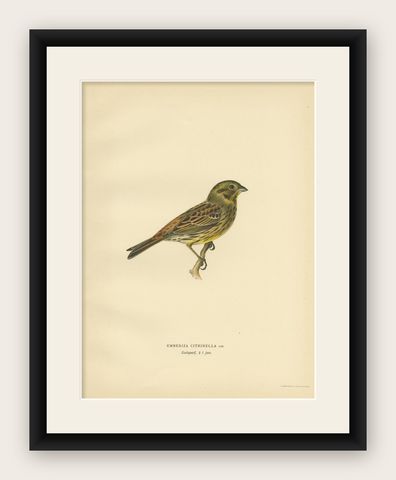 Antique Bird Print of The Yellowhammer by Von Wright, 1927, shown framed