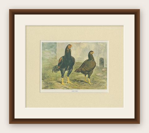 Antique Bird Print of Indian Game Chicken by André & Sleigh, circa 1900, shown framed