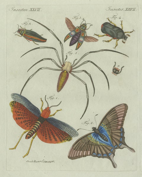 Original Antique Print of Exotic Insects, Spider and Butterfly by Bertuch, 1800, close-up 1