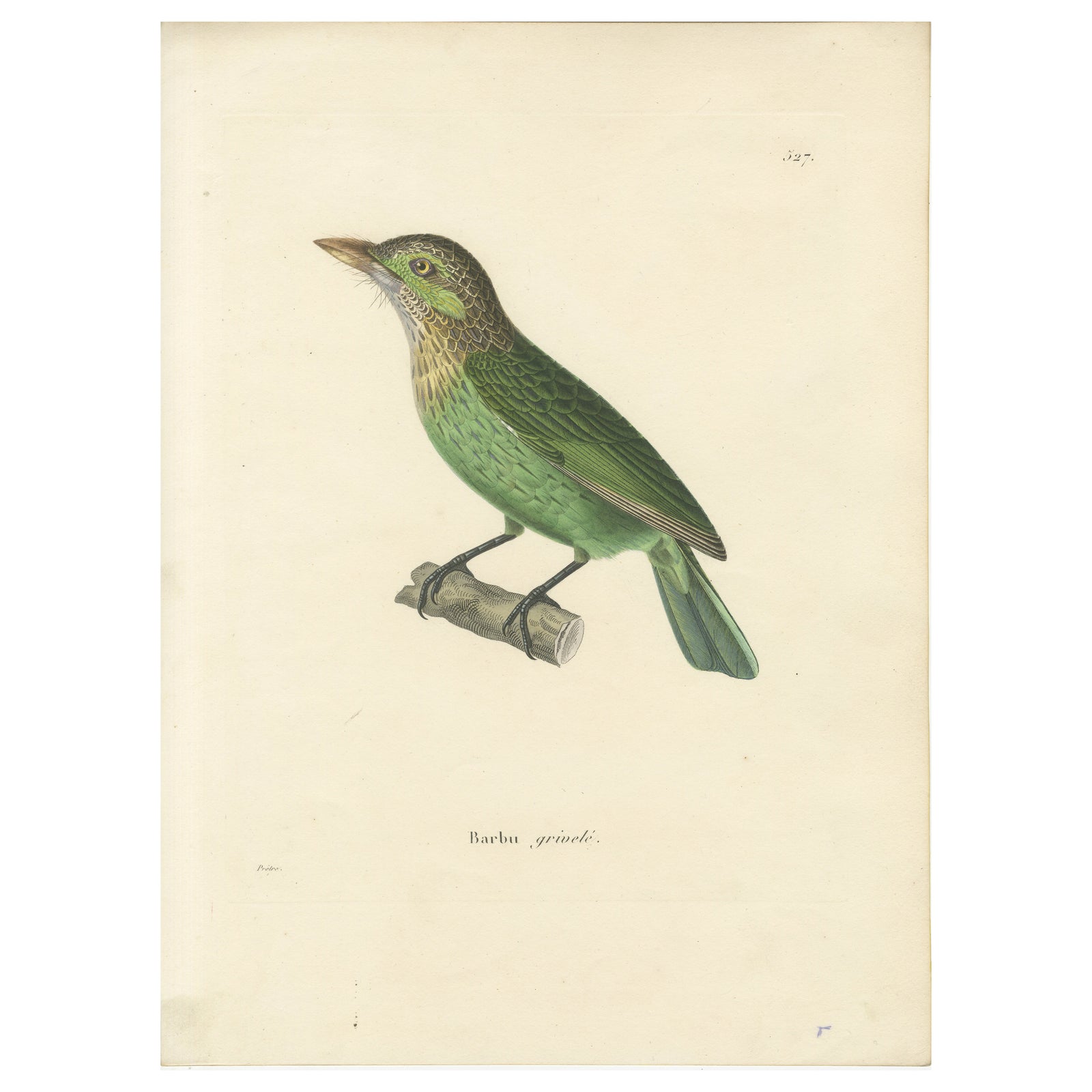 19th Century Ornithological Illustration of the Streaked Barbet (Barbu grivelé)