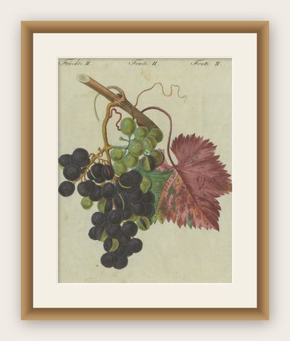 Vineyard Treasures: Exquisite Hand-Colored 19th-Century Grapevine Engraving, shown framed