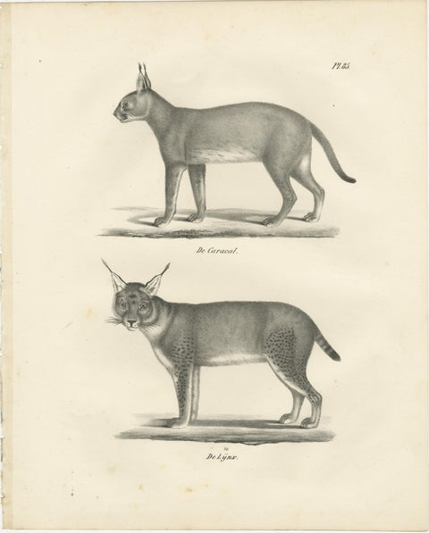 19th-Century Lithograph of the Caracal and Lynx in Striking Profiles, view 2