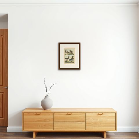 Original, Richly Hand-Colored, Rare Copper Engraving of 4 Ducks (1792)., shown framed on a wall