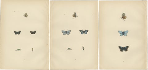 British Handcolored Lepidoptera: Treasures from A History of British Butterflies, view 5