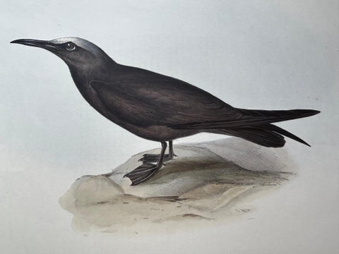 Noddy Tern, Antique Bird Print by John Gould, Hand-Colored c.1832, view 7