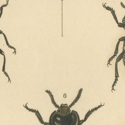Beetles of the Early 19th Century: A Cuvier Collection from 'The Animal Kingdom', close-up 5