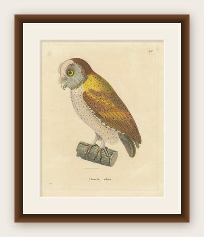Old Handcolored Ornithological Print of the 'Chouette calong' (Calong Owl), 1838, shown framed