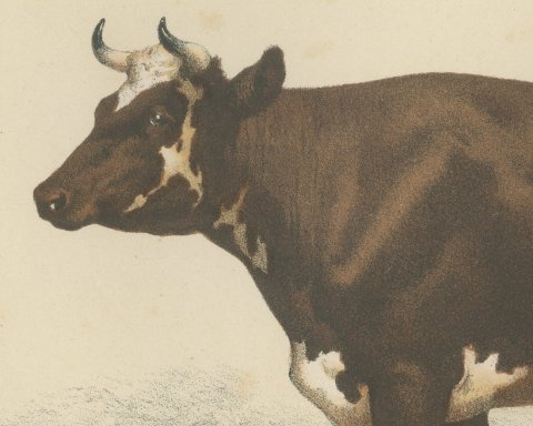 Flemish Cow, French Cattle Breed, Antique Chromolithograph by Borie, 1863, close-up 1
