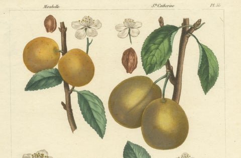 Botanical Print: Mirabelle, St. Catherine, White Plum & Apricot, 1821, close-up 2