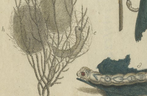Antique Handcolored Engraving of Silkworm Life Cycle, c.1800, close-up 4