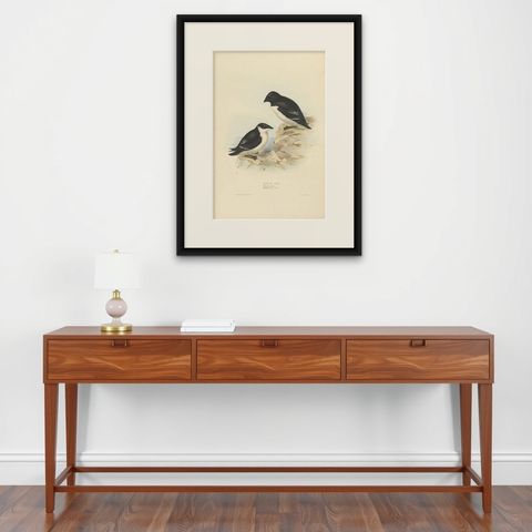 Antique Bird Print of the Little Auk by Gould, 1832, shown framed on a wall